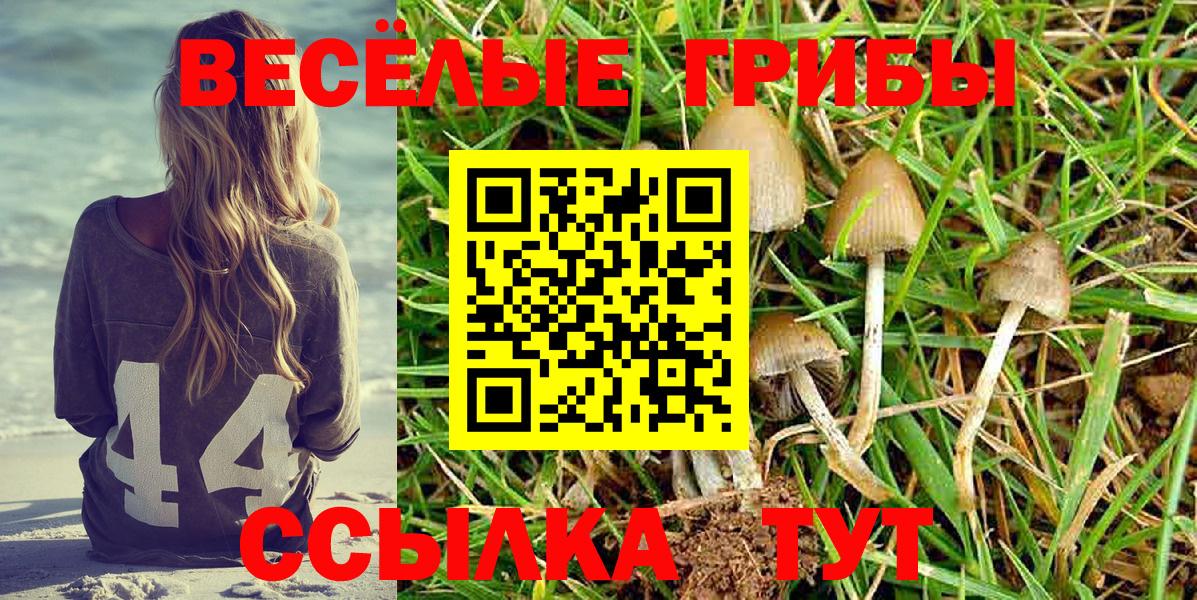 Курск  Галлюциногенные грибы Psilocybine cubensis  как найти   Вход с VPN 